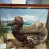 East London Museum